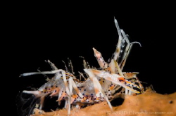 T I G E R
Bongo shrimp (Phyllognathia ceratophthalma)
T... by Irwin Ang 
